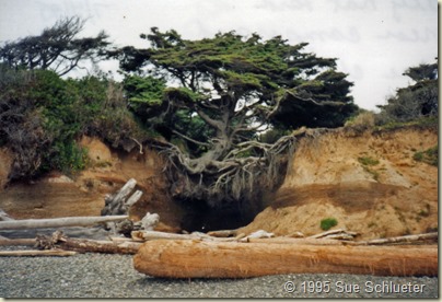 near campground tree clinging to cliff by its toes