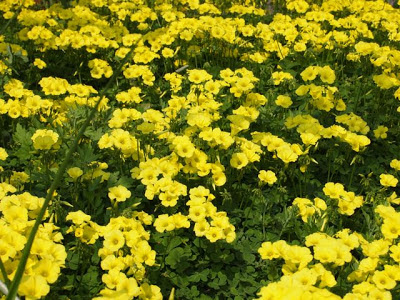 カタバミ 英語で の最高のコレクション 最高の花の画像 カタバミ 英語で の最高のコレクション 最高の花の画像