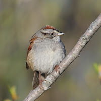 Swamp sparrow, Reserve naturelle des Marais-du-Nord, QC, May 2012, by Cephas