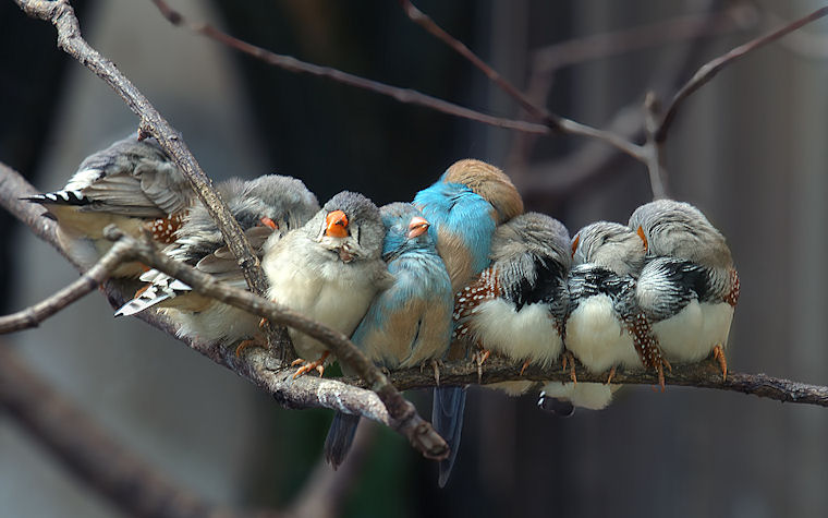 Siesta by Istvan Lichner (Pajarillos durmiendo)