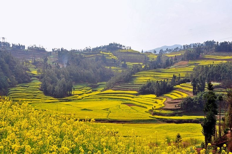 Lautan Kuning di Tengah Pedesaan China 17