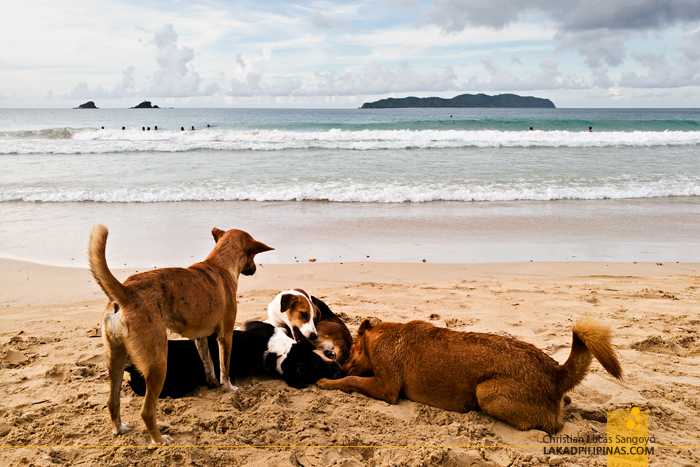 El Nido Nacpan Beach Palawan Dogs