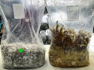 How to grow ganoderma mushroom in Plastic filter bags?