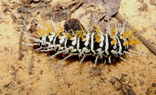 As lagartas peludas são conhecidas também como lagarta-de-fogo, taturana, bicho-que-queima, bicho-cabeludo, mandruvá e outros nomes.  São insetos em fase de larva, que se transformarão em mariposas ou borboletas.