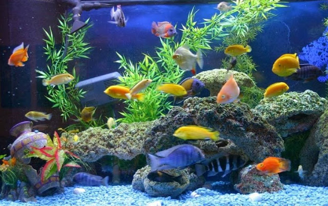 5 Ikan Hias Air Tawar yang Bisa Dicampur dalam Satu Aquarium