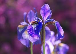 iris flower bunga persahabatan