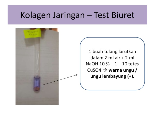 UJI PROTEIN (UJI BIURET) - BELAJAR KIMIA