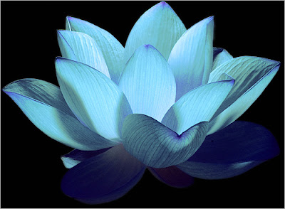 lotus images