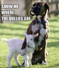 Dog Fun : Show me where the bullies are?