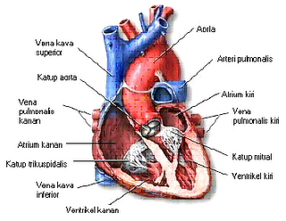 Sistem kardiovaskuler merupakan sistem yang memberi kemudahan proses pengangkutan banyak sekali Pengertian, istilah dan Struktur kardiovaskuler (Anatomi jantung dan pembuluh darah)  