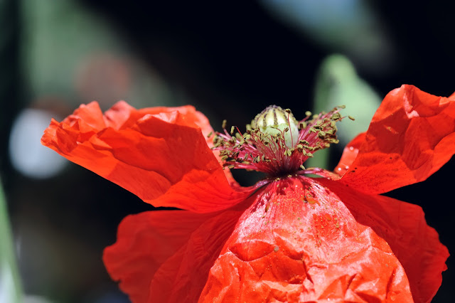 hoa poppy, hoa biểu trưng,  poppy hoa bieu,  hoa bieu trung,  hoc hoa bieu