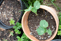 growing nasturtium from seed