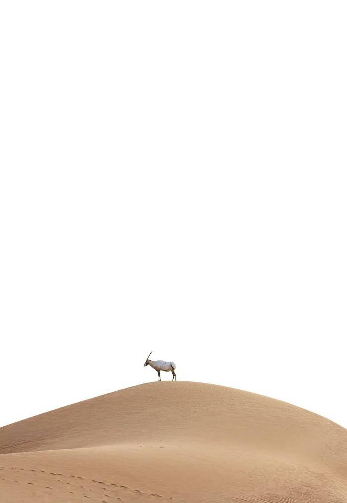 ظبي ابيض على تل في الصحراء