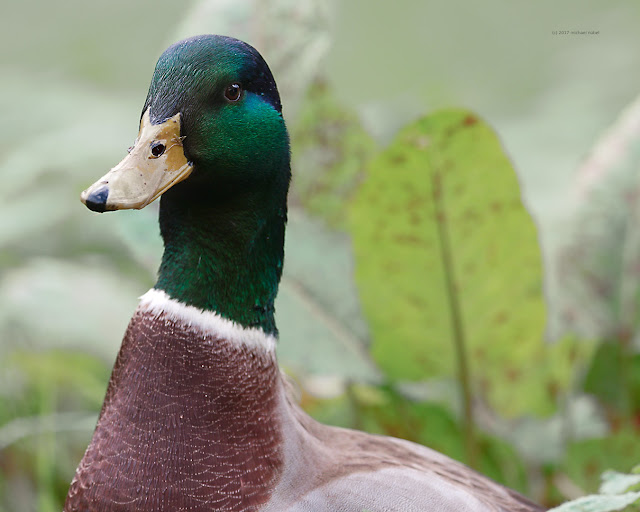 Stockente (Anas platyrhynchos)