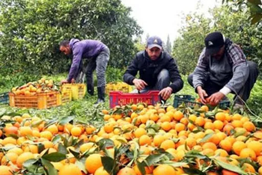 Εταιρεία εξαγωγής αγροτικών προϊόντων ζητάει υπεύθυνο/η συγκομιδής των προϊόντων