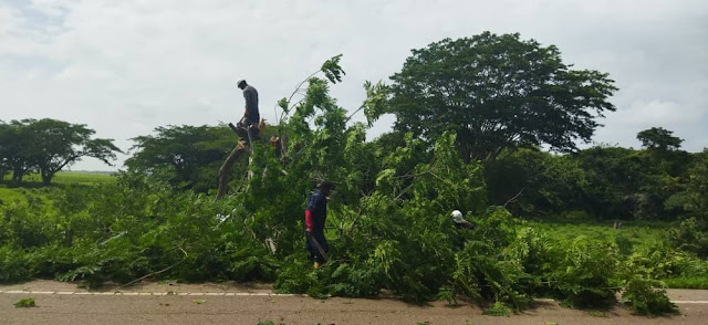 APURE: Centinelas desplegados con el Plan Pica, Poda y Tala en circuito Cunaviche.