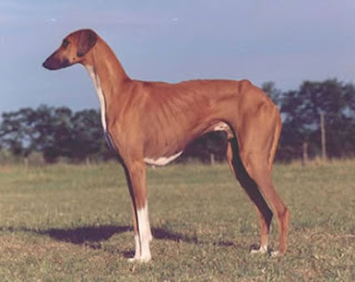 Most Rarest Dog Breeds In The World