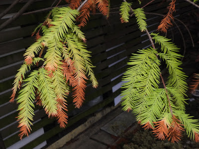 Leaves of Bald Cypress