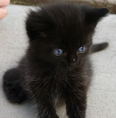 Black And White Kittens For Sale. Images Beautiful Black Kittens