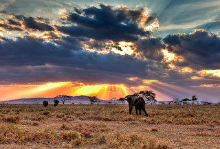 The Serengeti