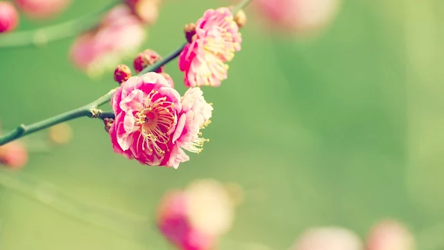 Papel de Parede Flor Rosa Plum blossom