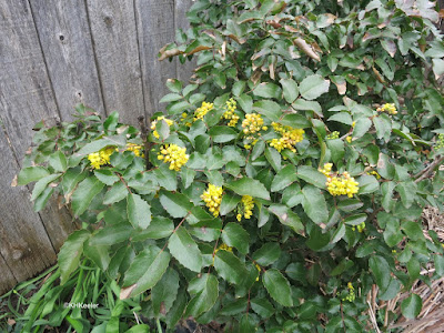 creeping hollygrape, Berberis repens