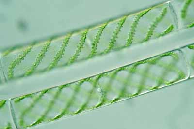 6 Jenis Chlorophyta Ganggang Hijau Contoh Gambar  