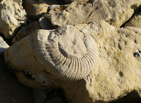 Fossil on Portland beach, Dorset