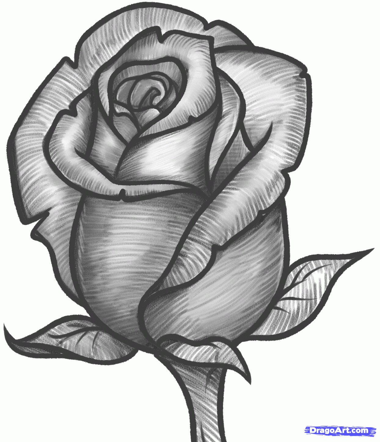 Rose Drawing Easy