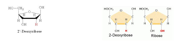 फॉस्फोरिक अम्ल (Phosphoric acid) –
