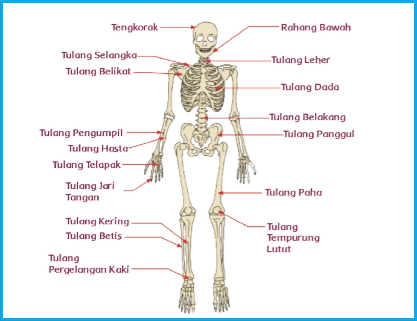 Fungsi Tulang Pada Manusia  Lengkap  Bali