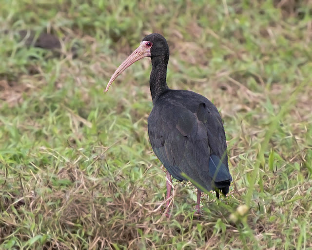 Unveiling the Enigmatic Bare-faced Ibis: A Comprehensive Exploration