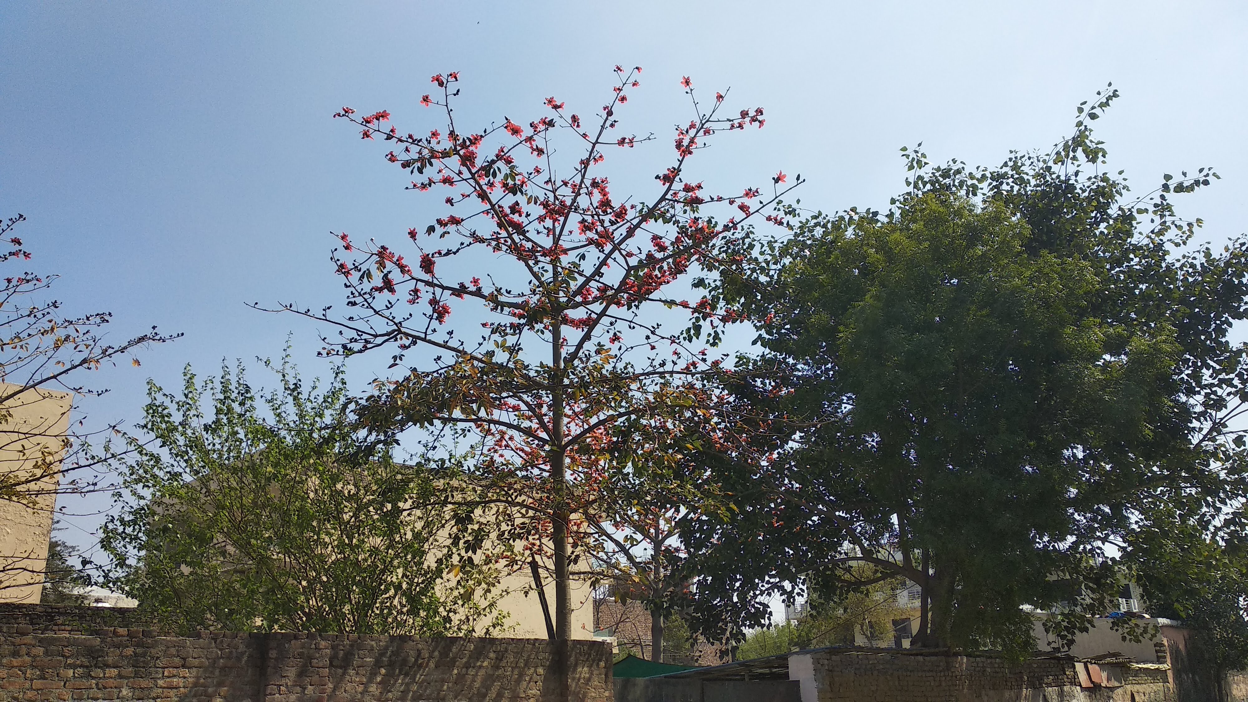 Red cotton tree with flowers