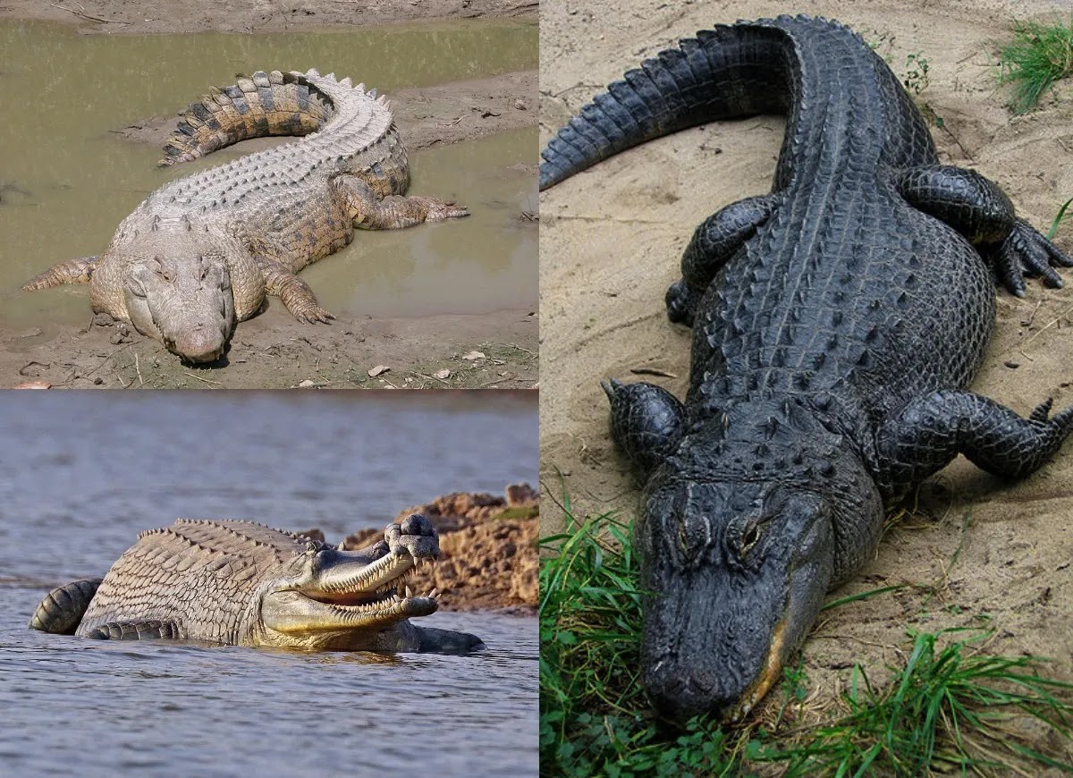 Which is more dangerous alligator or crocodile?