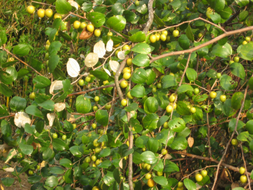 Types of Bidara Fruit