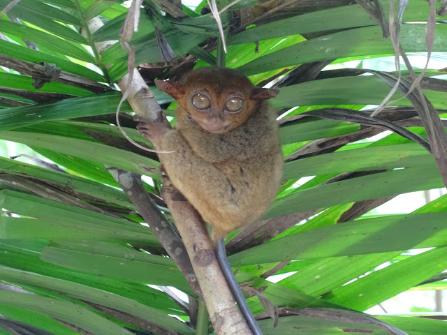 philippines Tarsier Sanctuary bohol