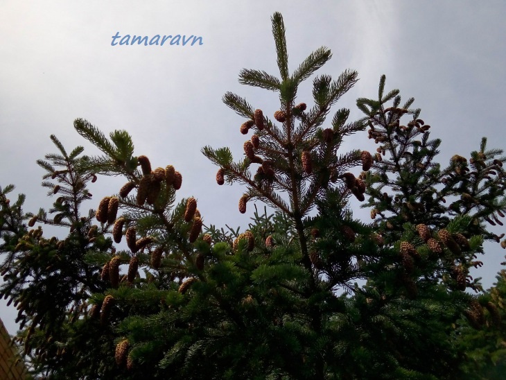 Ель аянская / Ель иезская (Picea ajanensis, =Picea jezoensis)