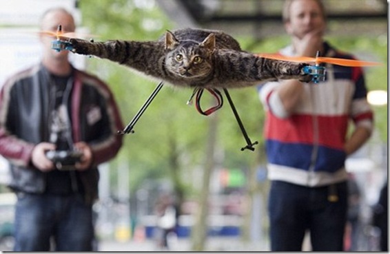 dead-cat-propellers-taxidermy