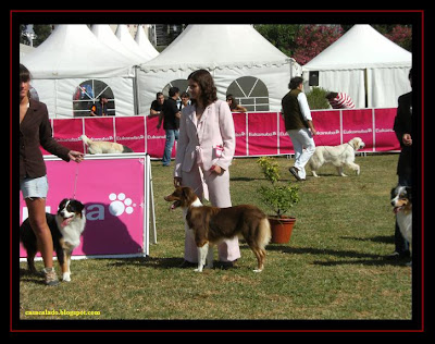 Lisbon and Mediterrânea dog show with our Aussies