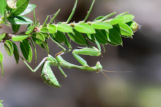 mantis africana-sphodromantis viridis-insectos-mantis-mantis ninfa-insecto carnivoro-
