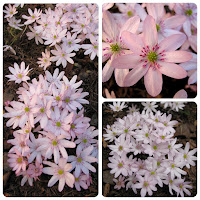 Печёночница трансильванская  (Hepatica transsilvanica) 'Schwanensee' Печёночница трансильванская  Hepatica transsilvanica купить печёночницы купить печёночницу трансильванскую купить махровые печёночницы