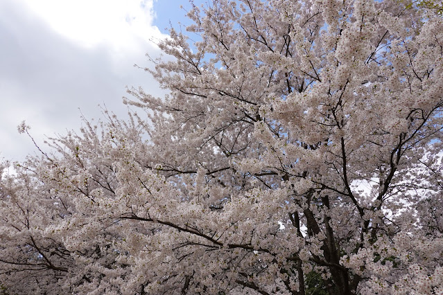 とっとり花回廊　芝生け広場並木　ソメイヨシノ（染井吉野）