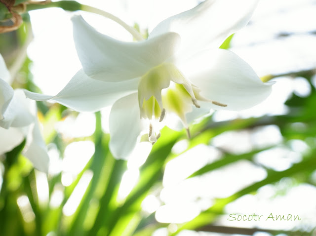 Eucharis grandiflora