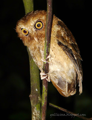 Serendib Scops Owl