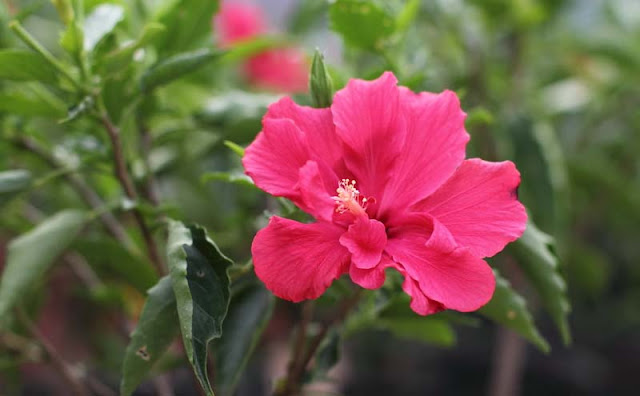 Hibiscus Flowers Pictures