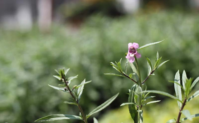 Angelonia Flowers Pictures