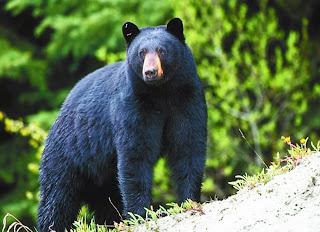 Black bear vs Cougar