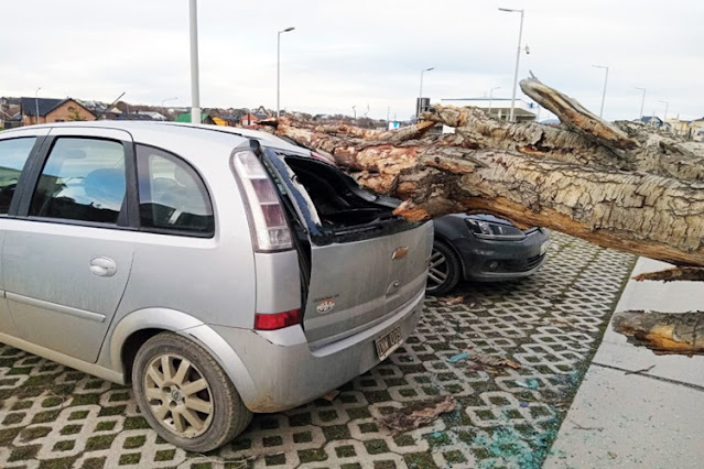 Árbol aplasto dos vehículos estacionados en la zona del Pipo en Ushuaia