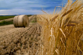 http://www.abc.net.au/news/2015-03-14/organic-grain-shortage-worst-on-record-australia-crisis/6303946