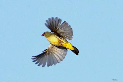 "Green Avadavat - Sporaeginthus formosus,endemic to Mt Abu, taking off displaying it's underbelly and outstretched wings."